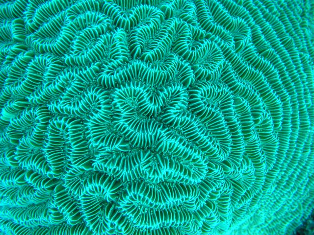 Shark Reef, Grenada (Caribbean)