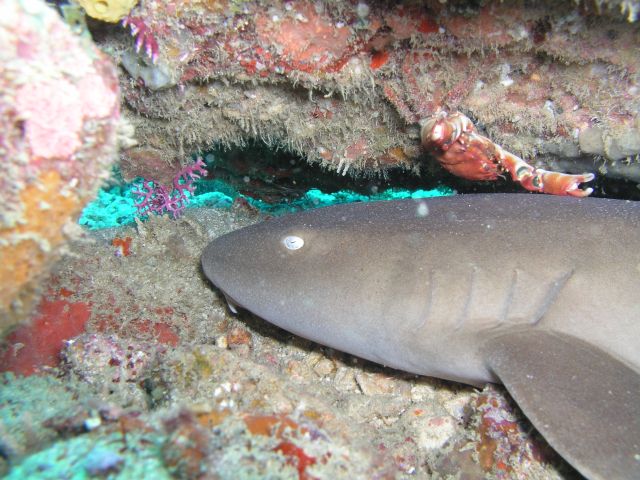 Shark Reef, Grenada (Caribbean)