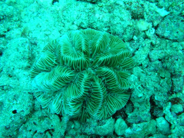 Shark Reef, Grenada (Caribbean)