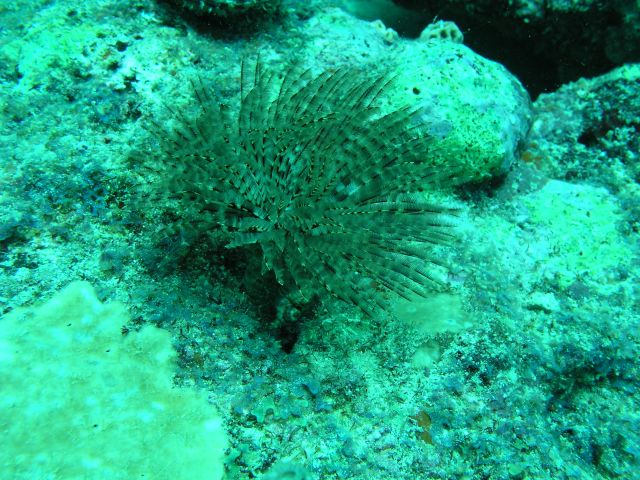 Shark Reef, Grenada (Caribbean)