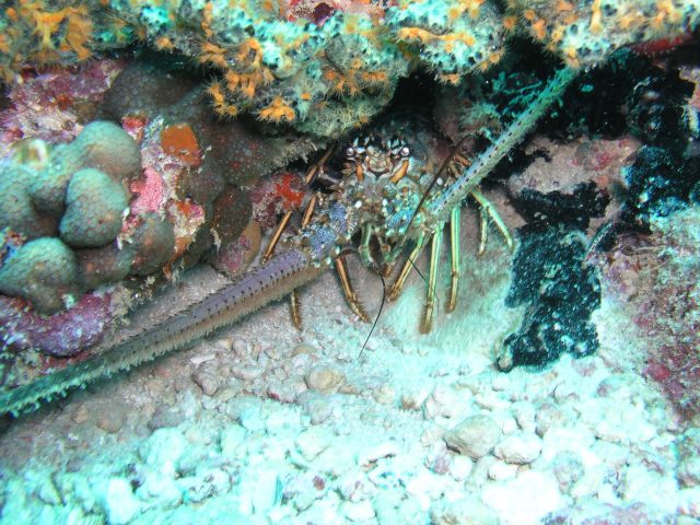 Shark Reef, Grenada (Caribbean)