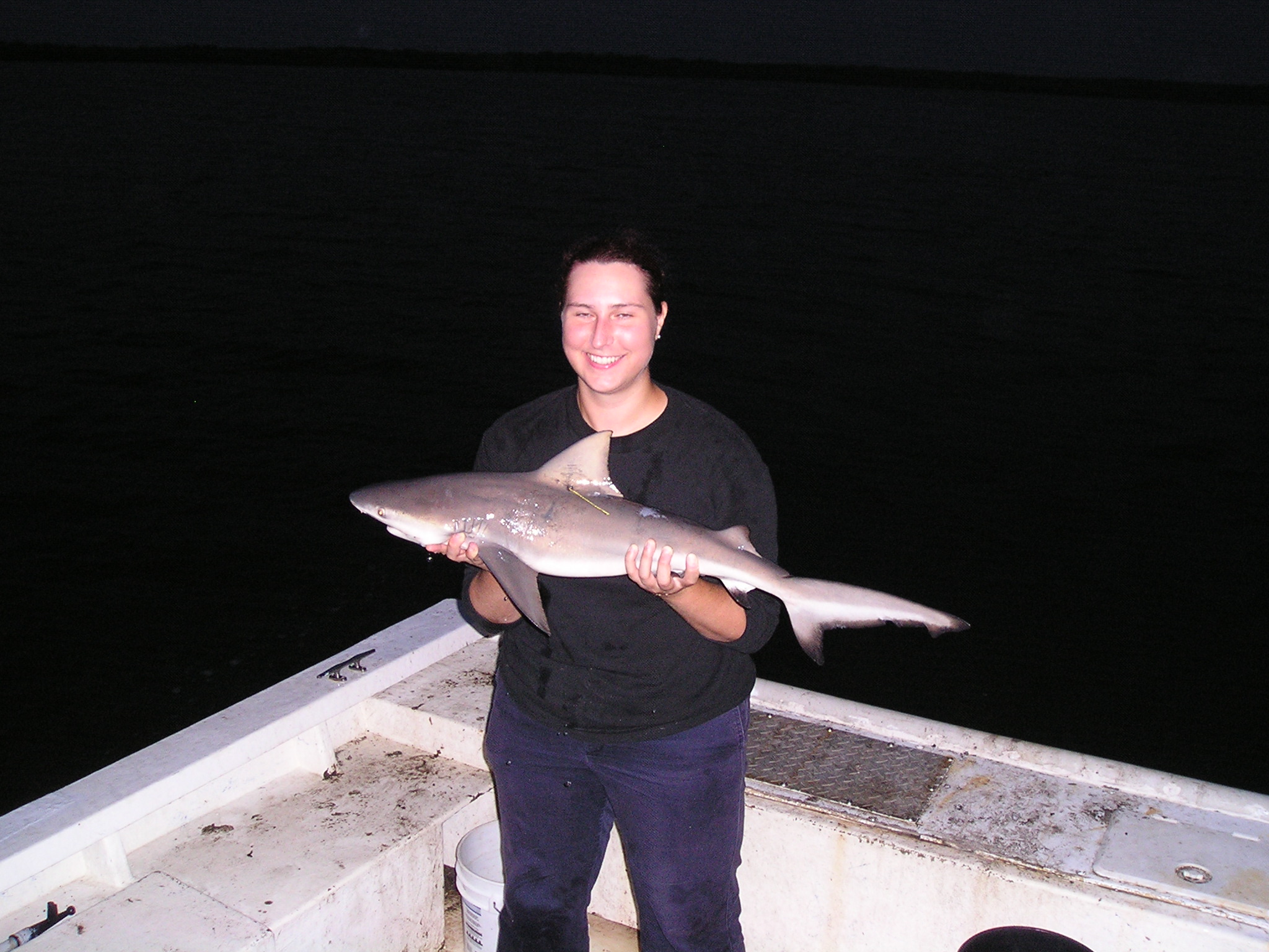 shark research