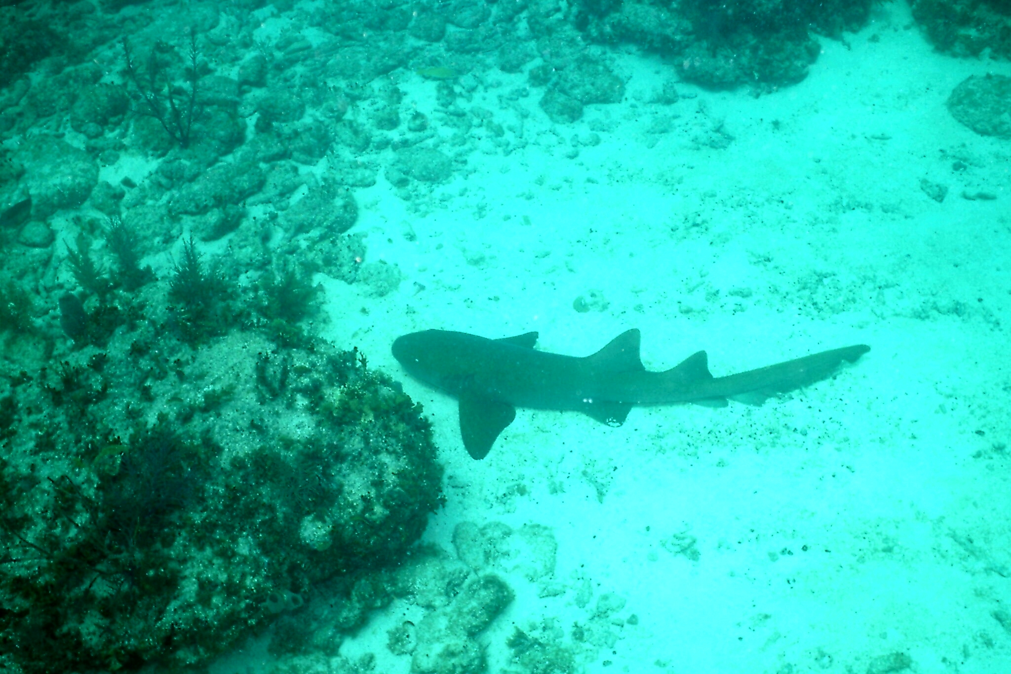 shark resting