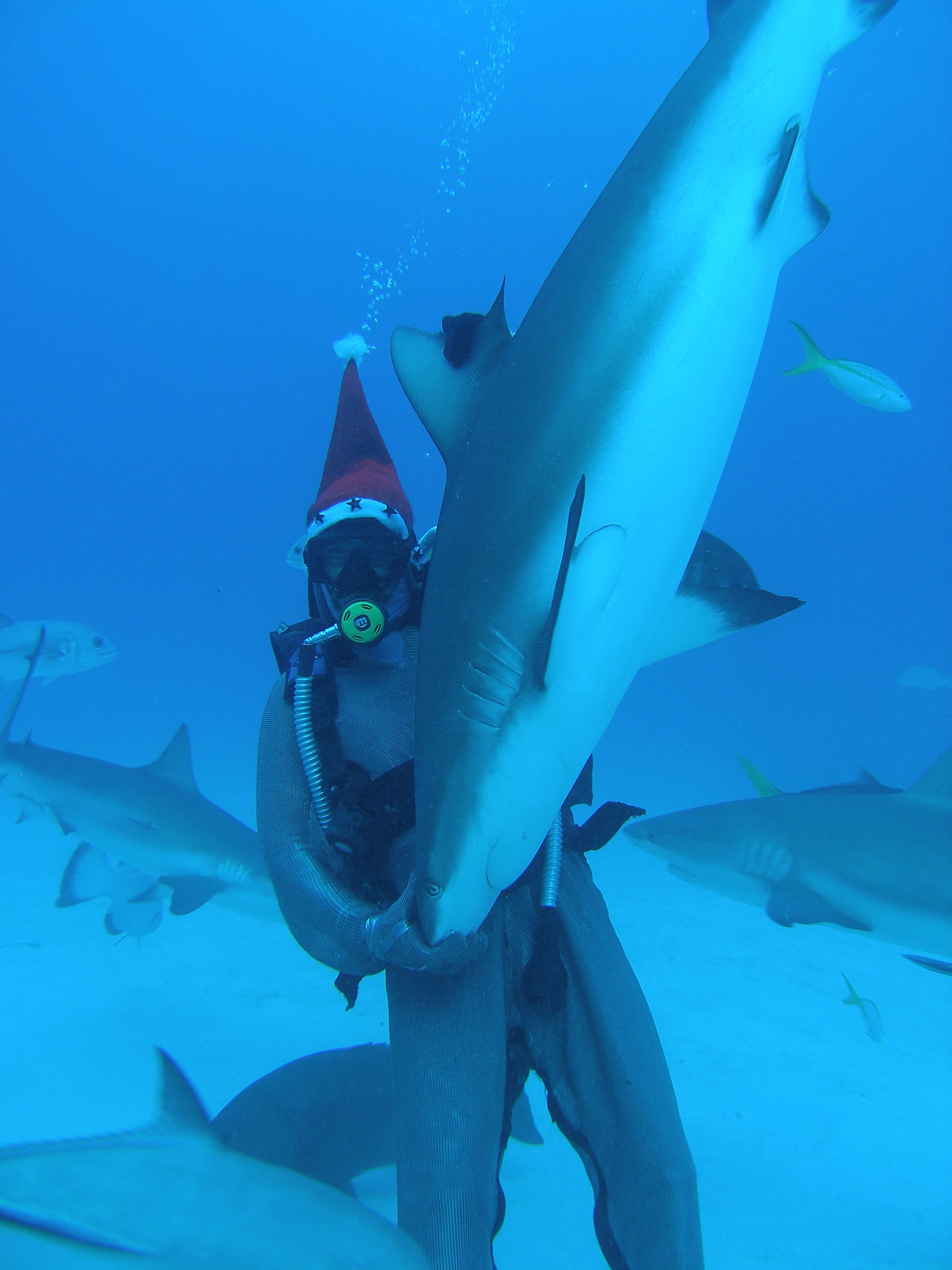 shark santa!