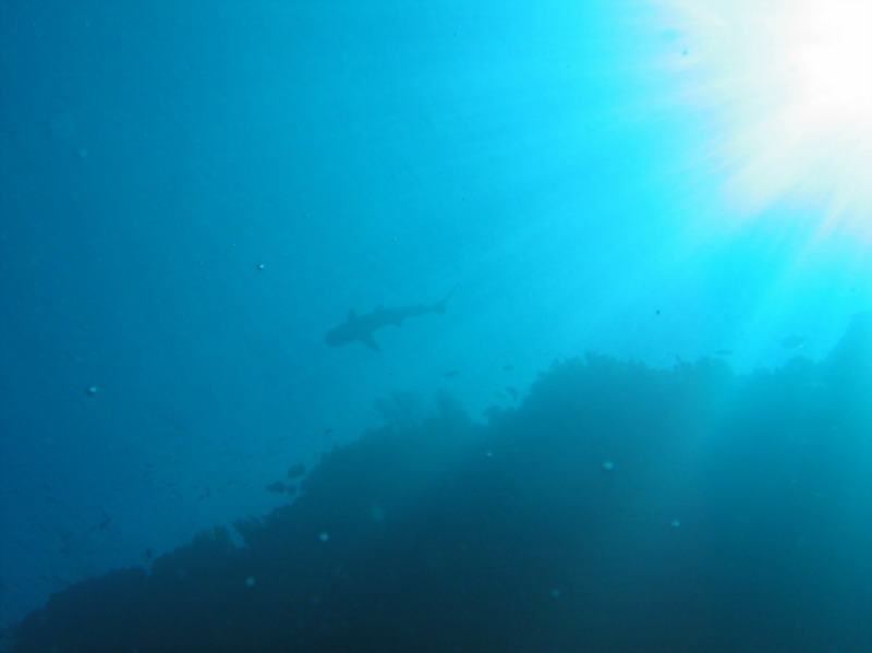 Shark Shadow under the Sun