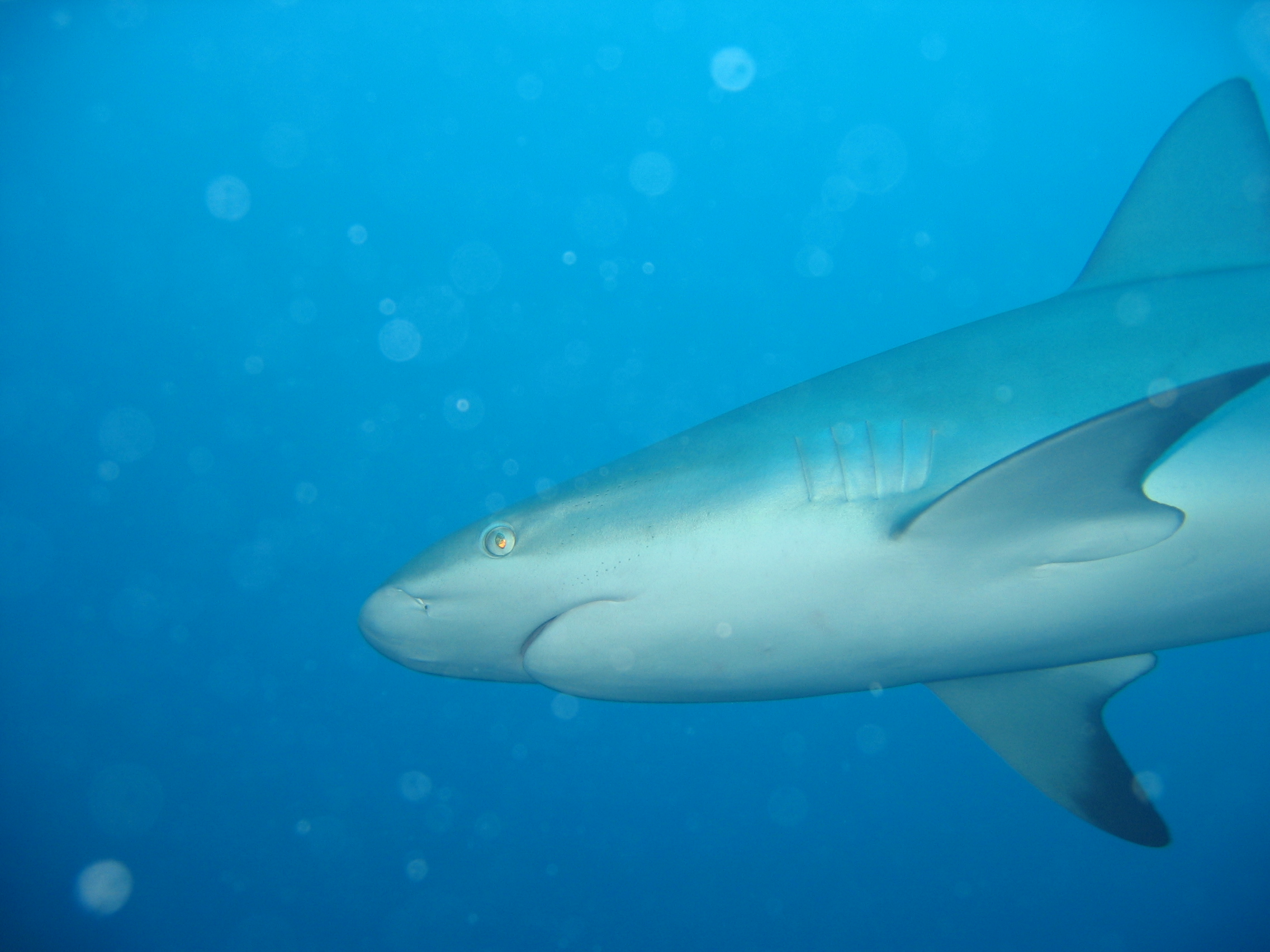 Shark smiles at the Big Hole