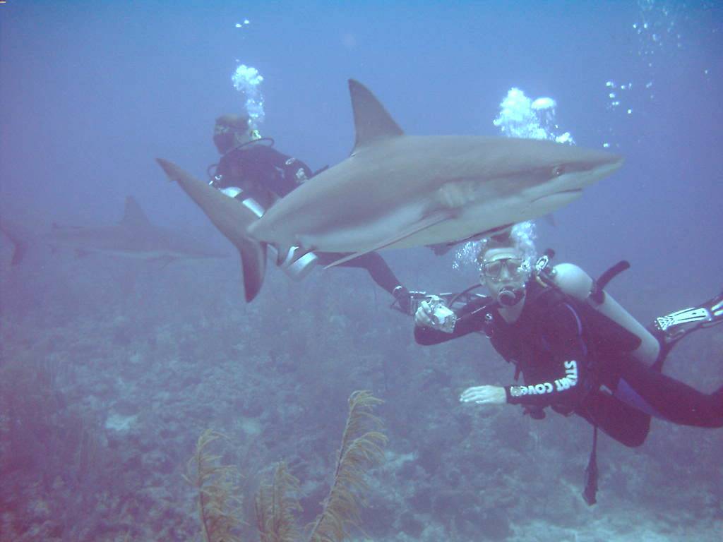 Shark with 2 Divers (Nassau,Bahamas 090104)