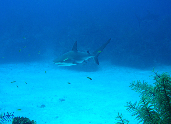 Shark with a friend