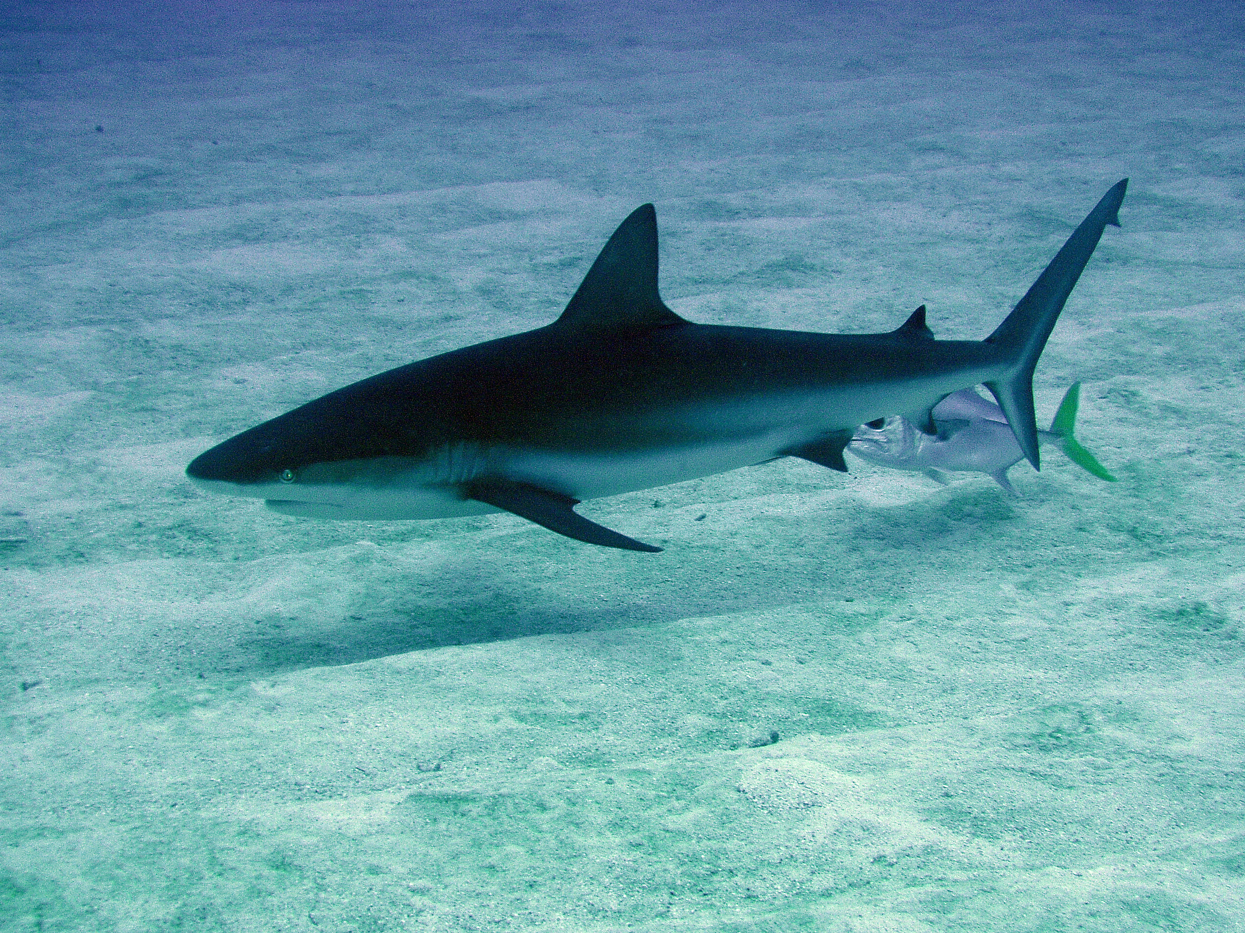 shark114