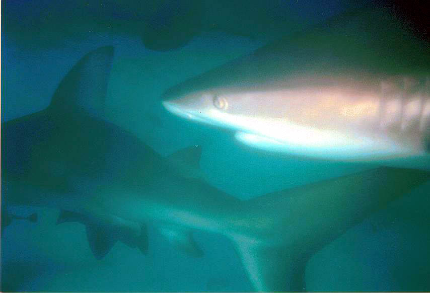 SHARK_1_edited