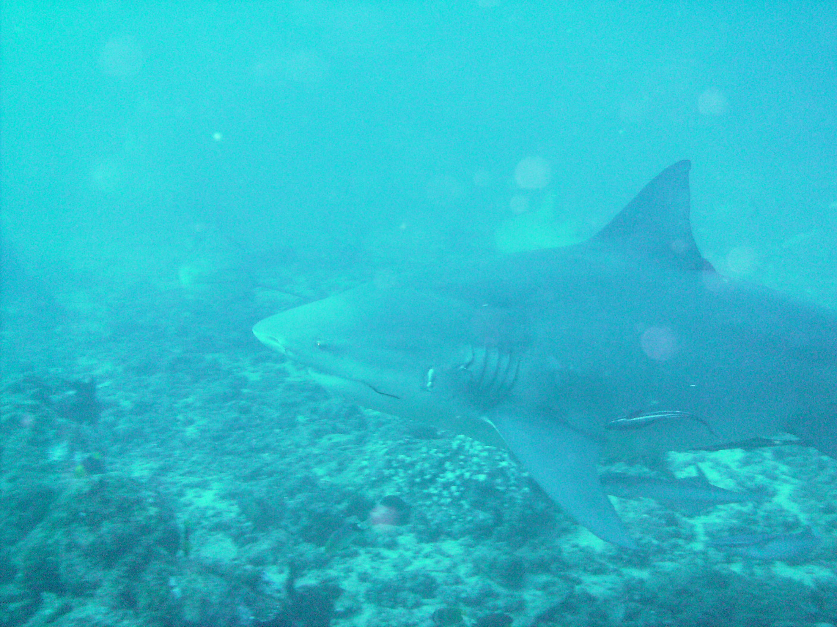 shark_dive1