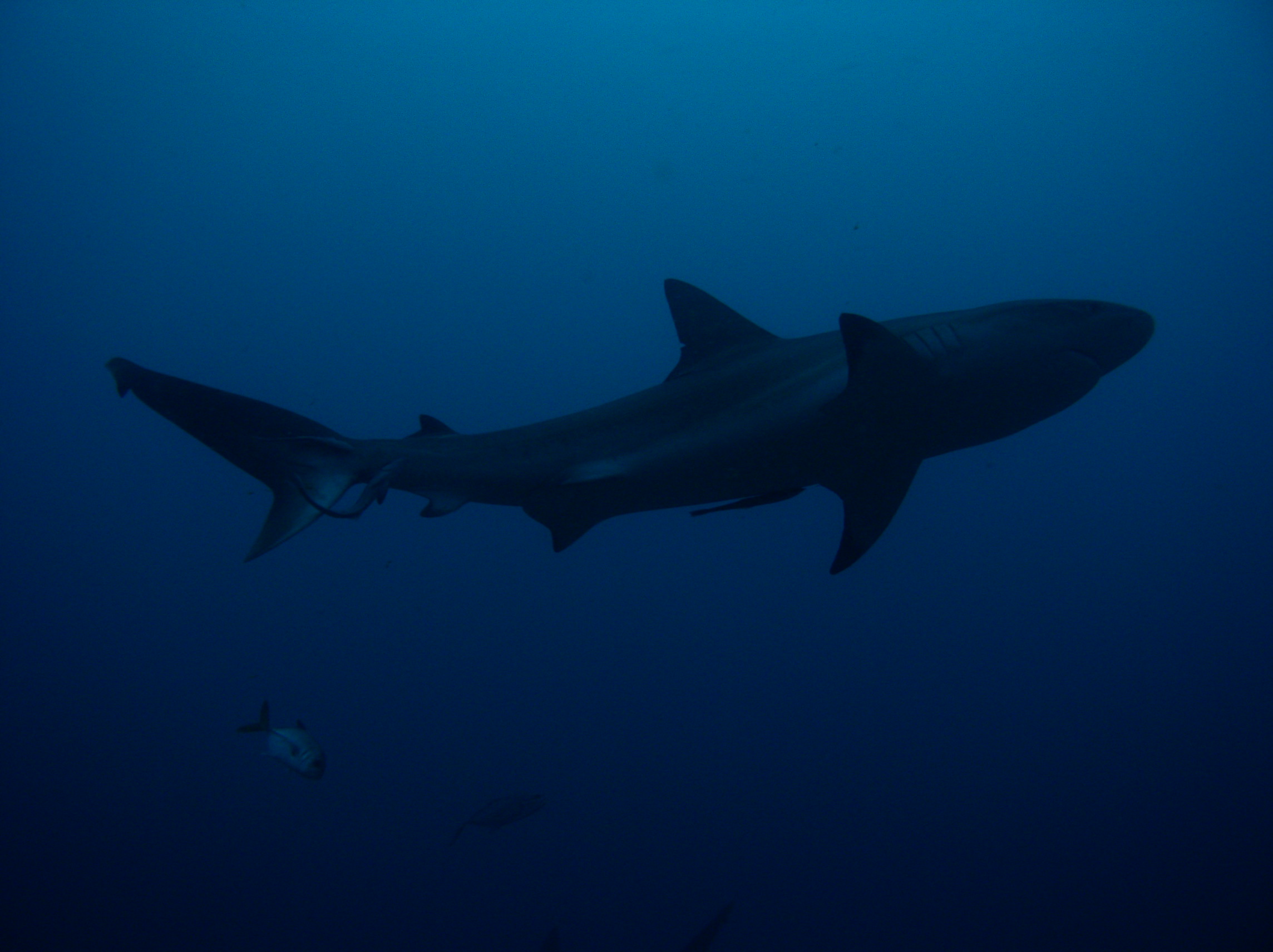 Shark_Dive_Roatan_009