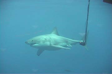 shark_great_white_guadalupe_03s
