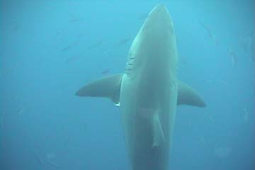 shark_great_white_guadalupe_06s
