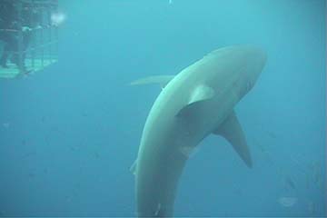 shark_great_white_guadalupe_07s