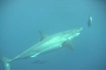 shark_great_white_guadalupe_09s