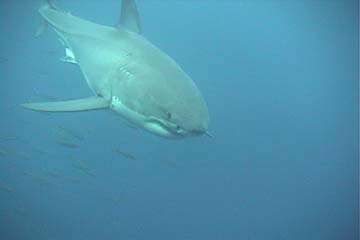 shark_great_white_guadalupe_14s