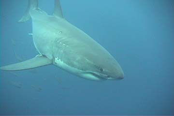 shark_great_white_guadalupe_15s