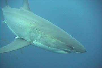 shark_great_white_guadalupe_16s