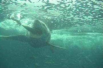 shark_great_white_guadalupe_26s