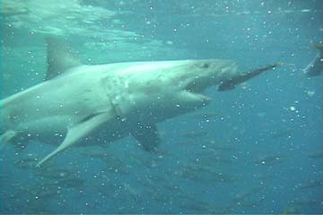 shark_great_white_guadalupe_31s