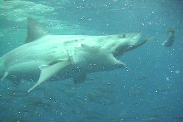 shark_great_white_guadalupe_32s