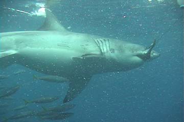 shark_great_white_guadalupe_34s