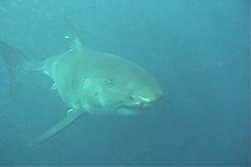 shark_great_white_guadalupe_51s