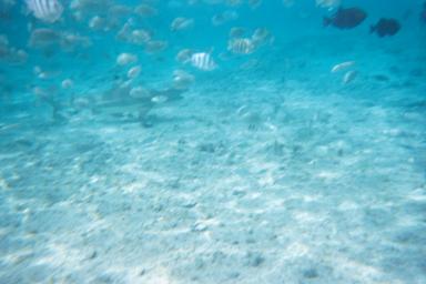 Shark_in_Bora_Bora_3