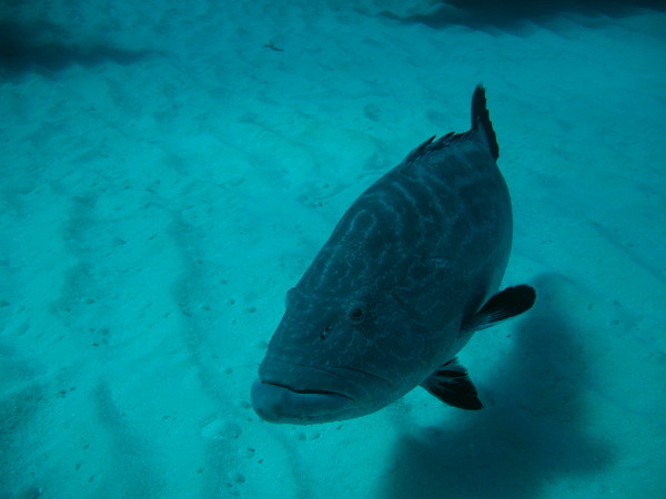 shark_junction_0084