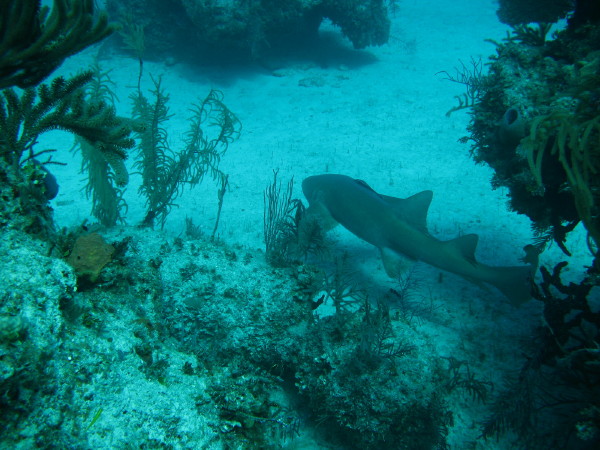 shark_junction_0141