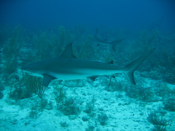 shark_wall_0009