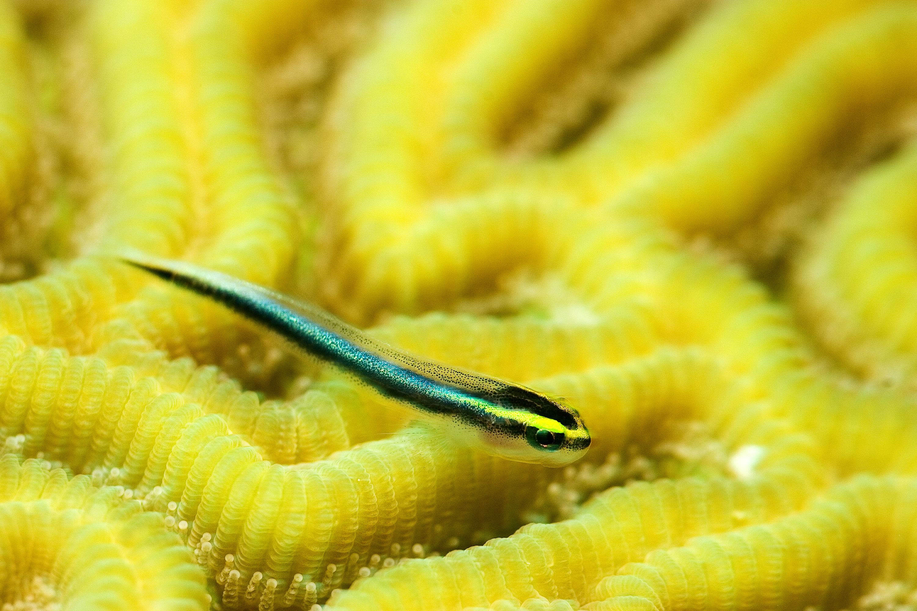 Sharknose Goby