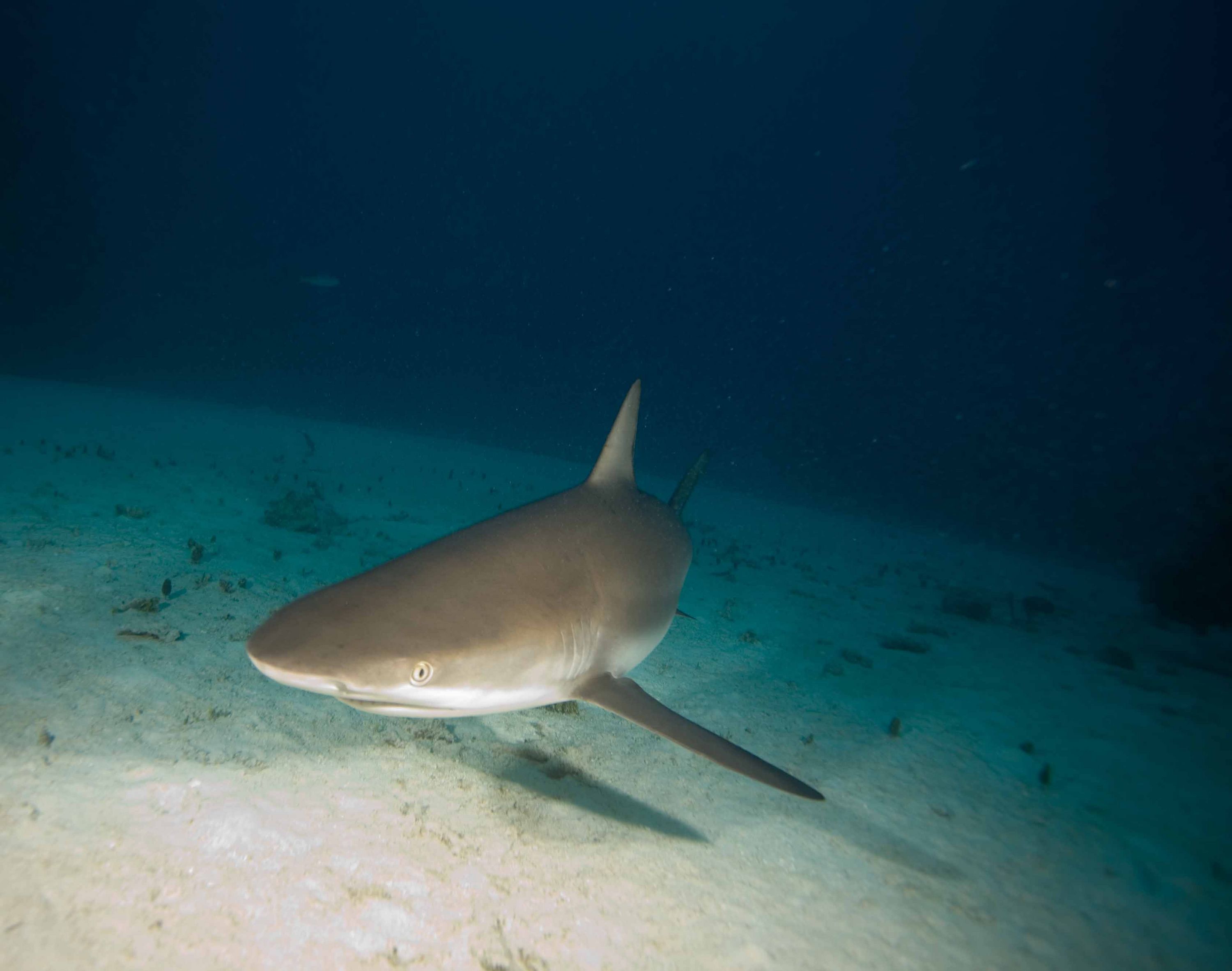 Sharks are curious