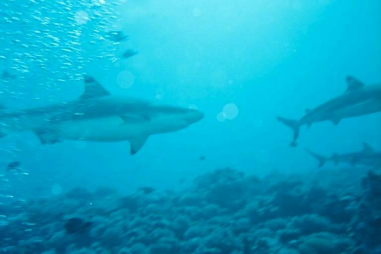 Sharks in Moorea