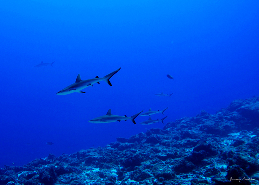 sharks_over_cliff