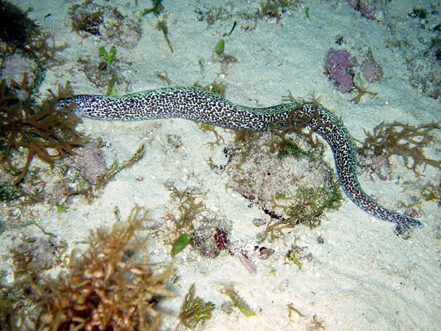 Sharp tail eel