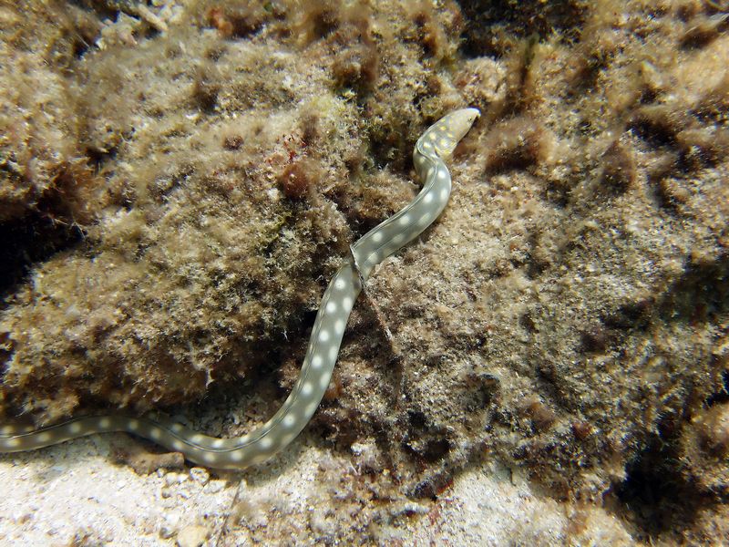 Sharp Tailed eel - Blue Angel Shore Dive