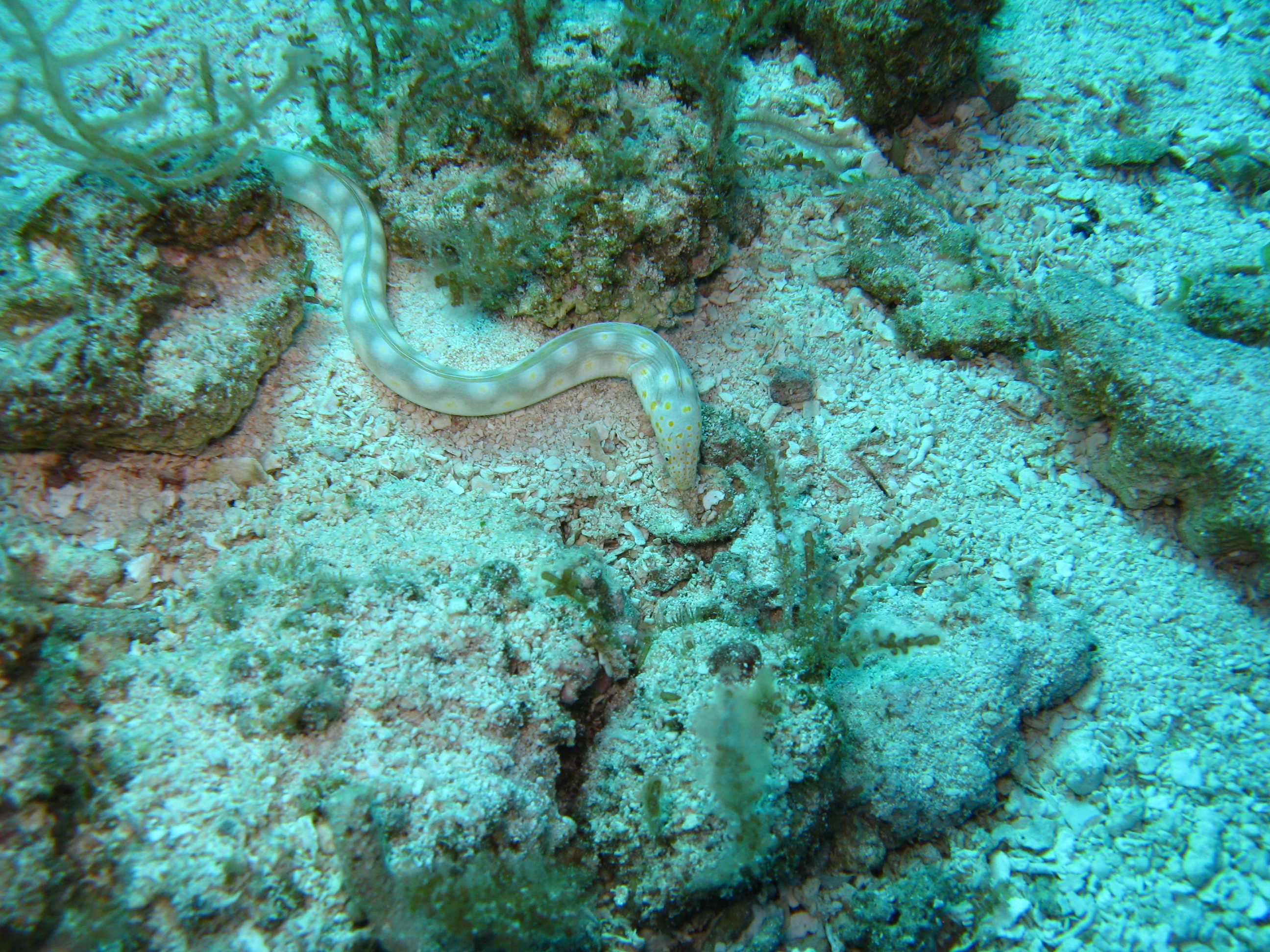 Sharp tailed eel