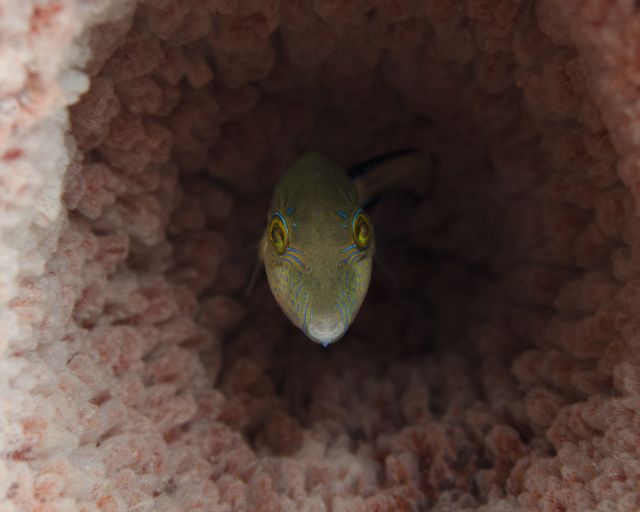 Sharpnose Puffer hiding in Tube Sponge