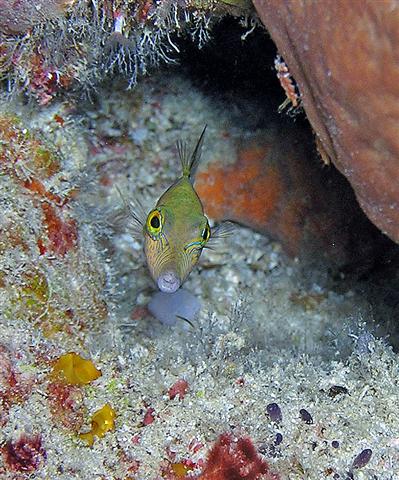 Sharpnose Puffer Puerto Aventuras Mexico