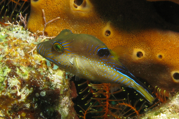 Sharpnose Puffer