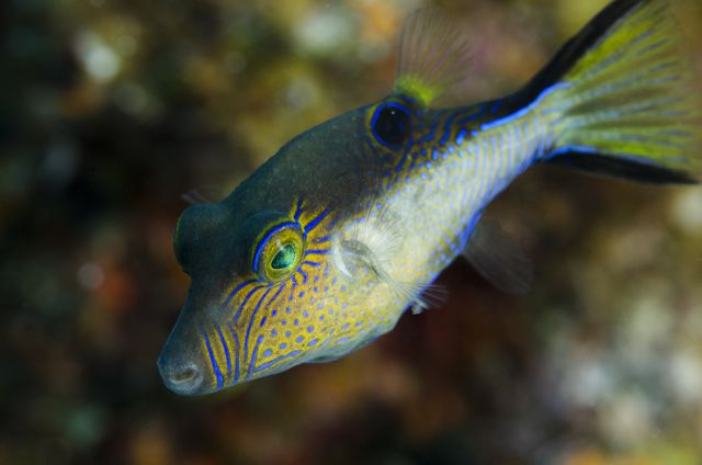 Sharpnose Puffer