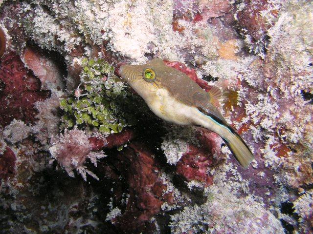 Sharpnose puffer