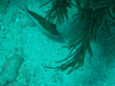 sharpnose puffer