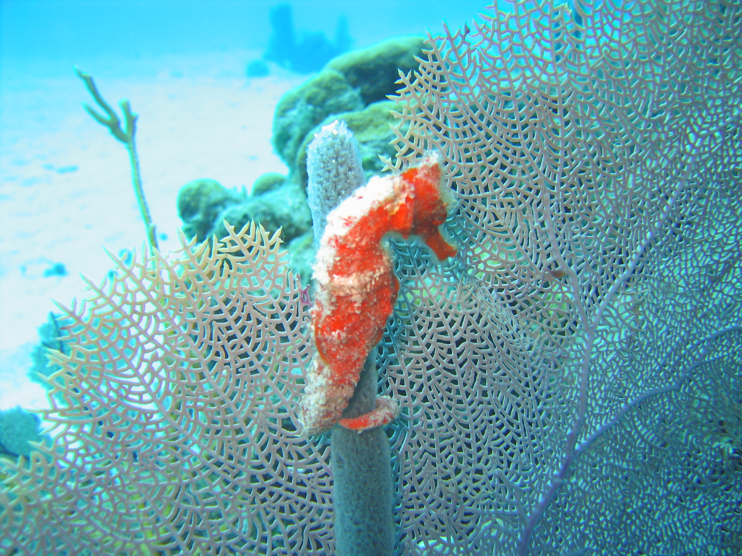 sharpnose sea horse