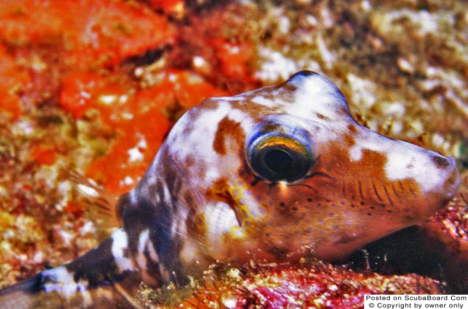 Sharpnosed Puffer