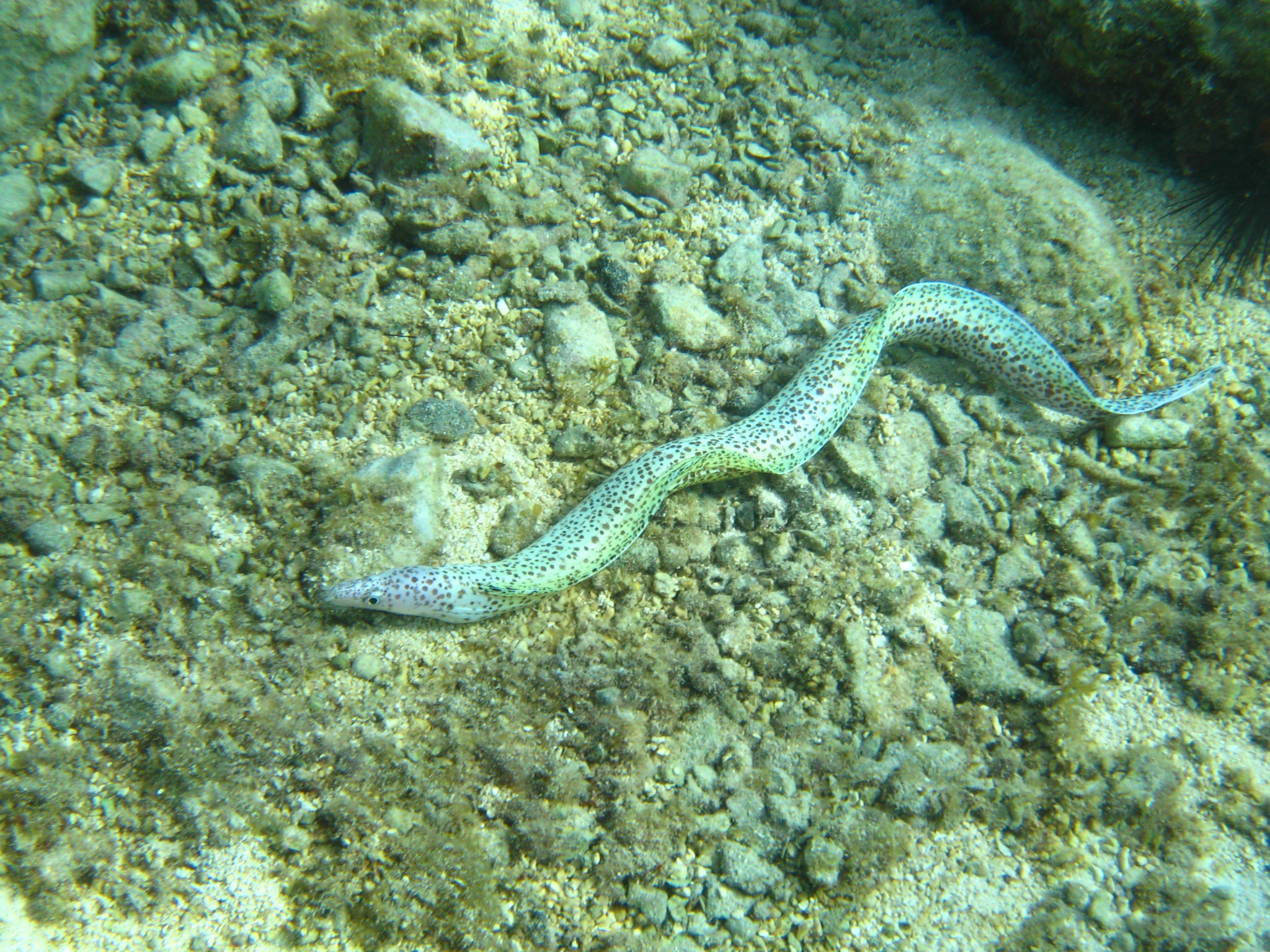 Sharptail Eel, Cozumel