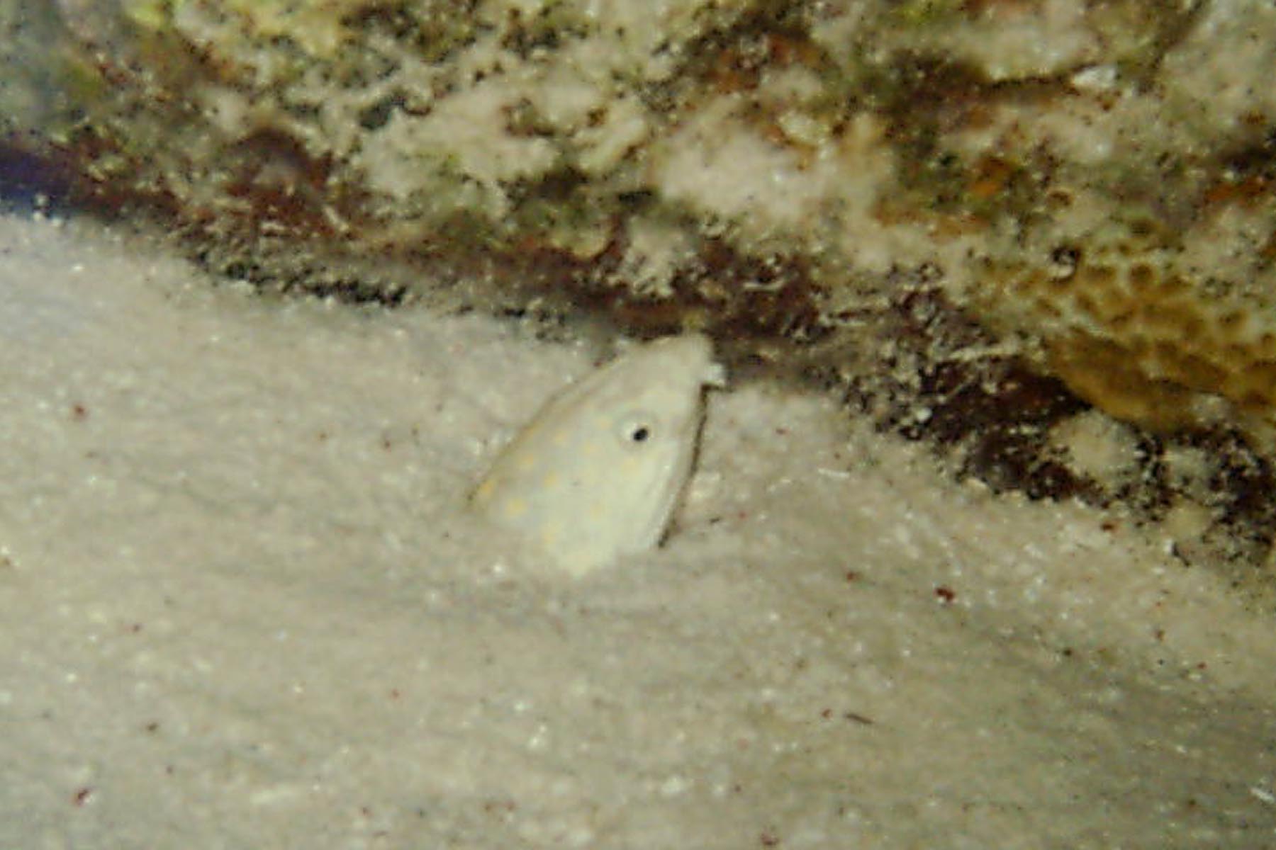 Sharptail Eel in hiding