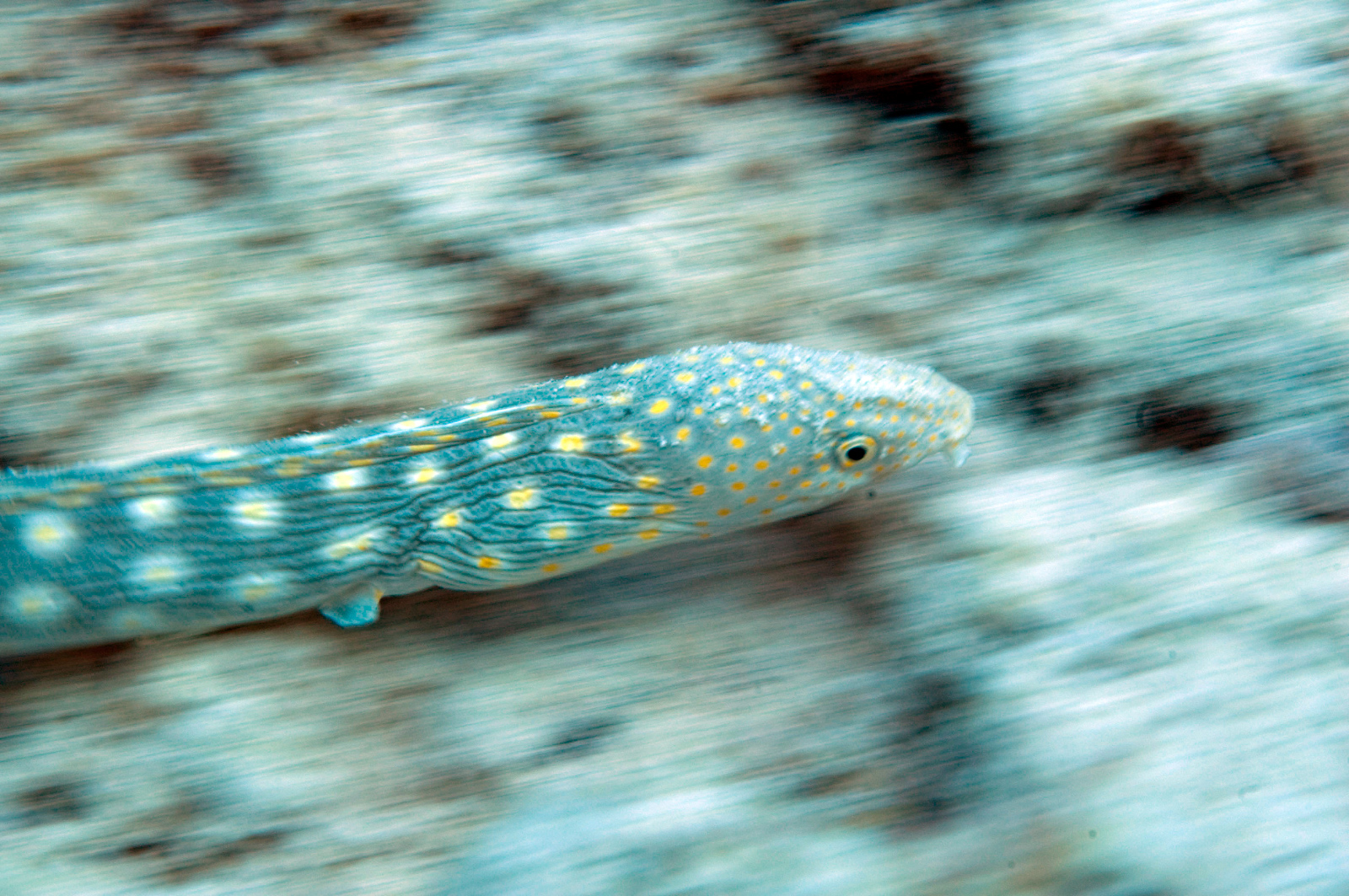 Sharptail Eel